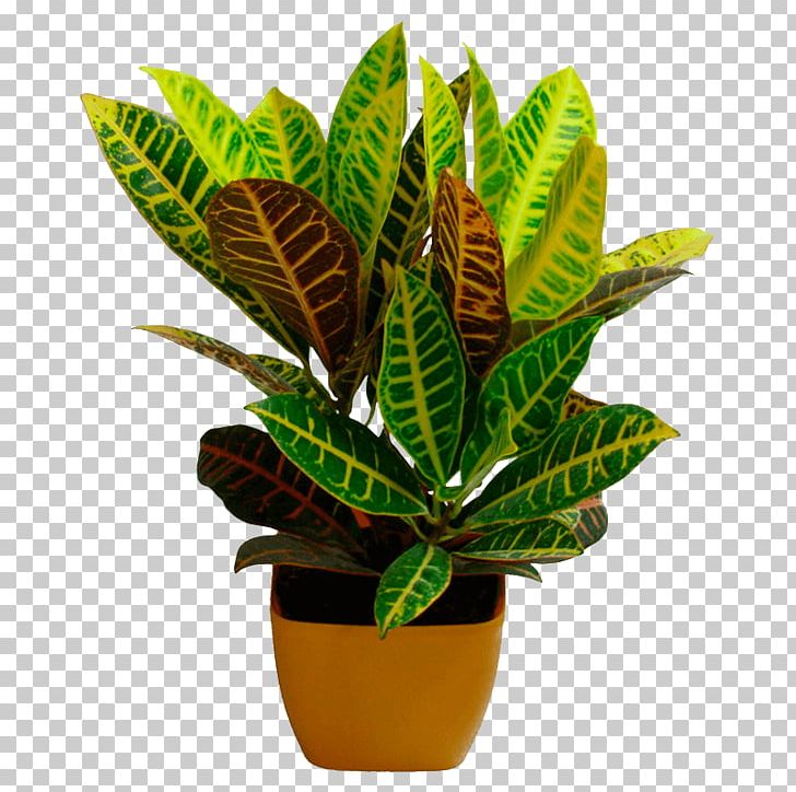 Flowerpot Leaf Garden Croton Houseplant Ornamental Plant PNG, Clipart, Arrowroot Family, Bonsai, Codiaeum, Evergreen, Flowerpot Free PNG Download