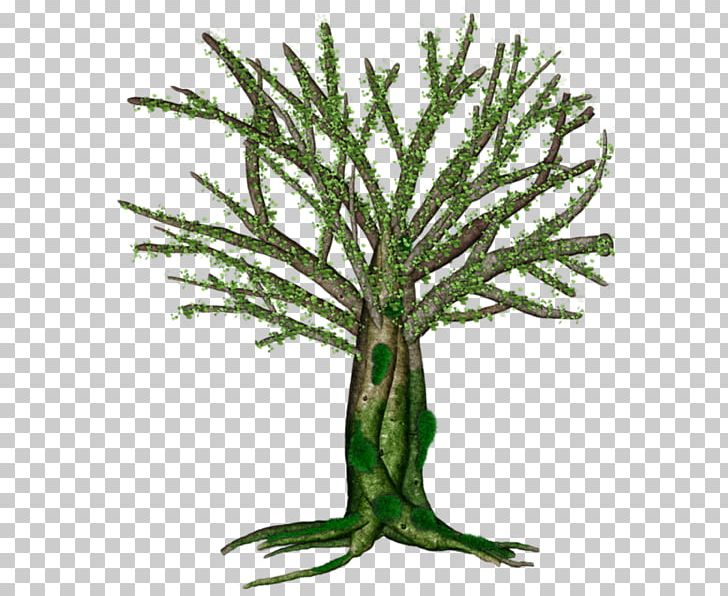 Plant Stem Branching PNG, Clipart, Agac, Agac Resimleri, Branch, Branching, Organism Free PNG Download