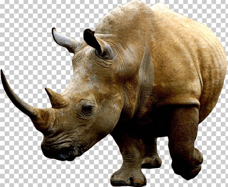 Rhinoceros Africa PNG, Clipart, Africa Continent, Africa Map, Animal, Animal World, Beast Free PNG Download