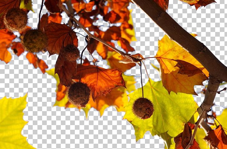 Firmiana Simplex Autumn Leaf Meteorology PNG, Clipart, Banana Leaves, Branch, Deciduous, Dew, Fall Leaves Free PNG Download