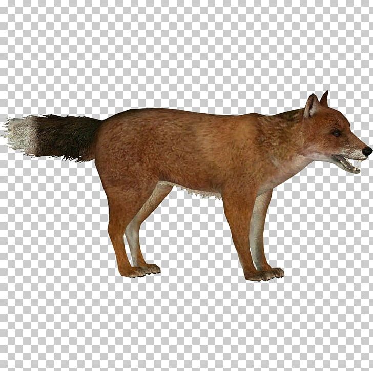 Red Fox Zoo Tycoon 2: Extinct Animals Falkland Islands Wolf Dhole Extinction PNG, Clipart, Animal, Animals, Carnivoran, Dog Like Mammal, Dusky Free PNG Download