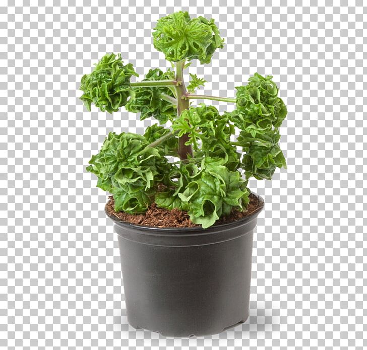 Sweet Scented Geranium Bourbon Geranium Lemon Duftpelargonie Rasp-leaf Pelargonium PNG, Clipart, Basil, Bourbon Geranium, Citrus, Cutting, Cymbopogon Citratus Free PNG Download