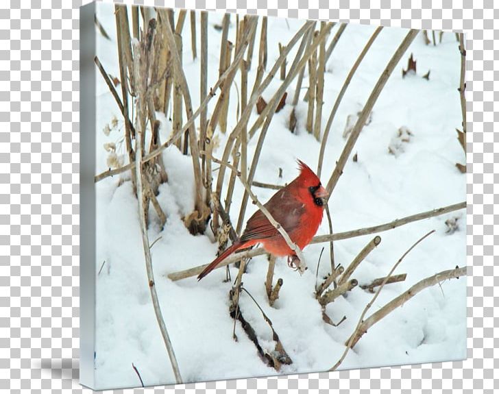 Cardinal Songbird Thin-shell Structure Zazzle Highway M06 PNG, Clipart, Beak, Bird, Branch, Cardinal, Cardinal Mark Free PNG Download