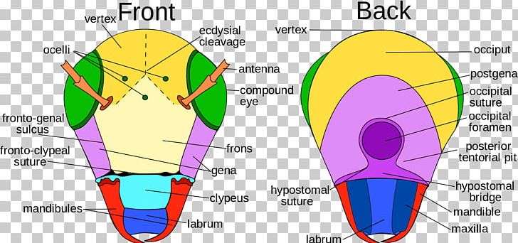 Insect Morphology Clypeus Insects 2 Clipeus PNG, Clipart, Anatomy, Angle, Animals, Area, Arthropod Free PNG Download