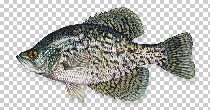 Black Crappie White Crappie Northern Pike Largemouth Bass Yellow Perch PNG, Clipart, Bass, Bass Fishing, Bighead Carp, Black Crappie, Close Free PNG Download