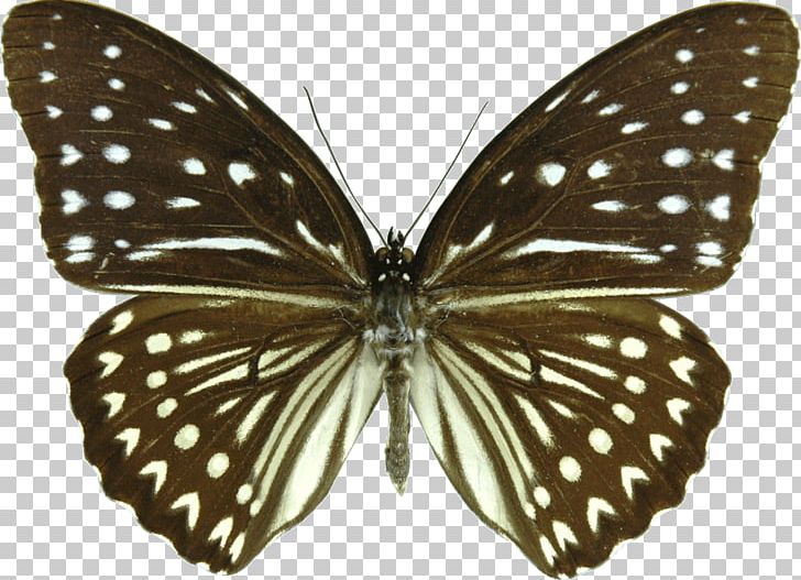 Monarch Butterfly Brush-footed Butterflies Pieridae Gossamer-winged Butterflies PNG, Clipart, Art, Arthropod, Brush Footed Butterfly, Butterfly, Digital Photography Free PNG Download