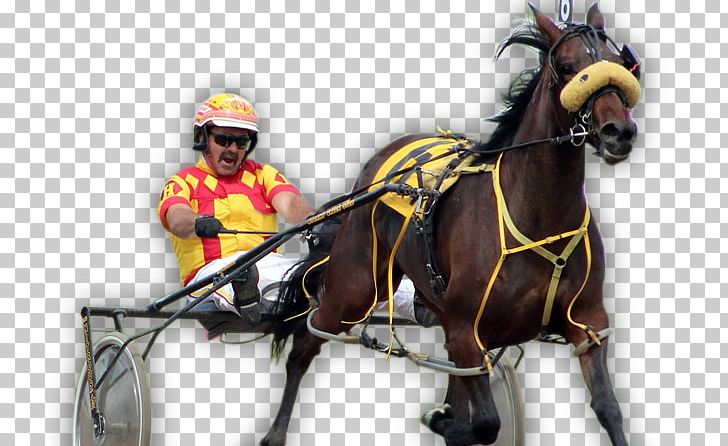 Standardbred Horse Harnesses Stallion Horse Racing Harness Racing PNG, Clipart, Bridle, Chariot, Driving, Equestrian, Equestrian Sport Free PNG Download