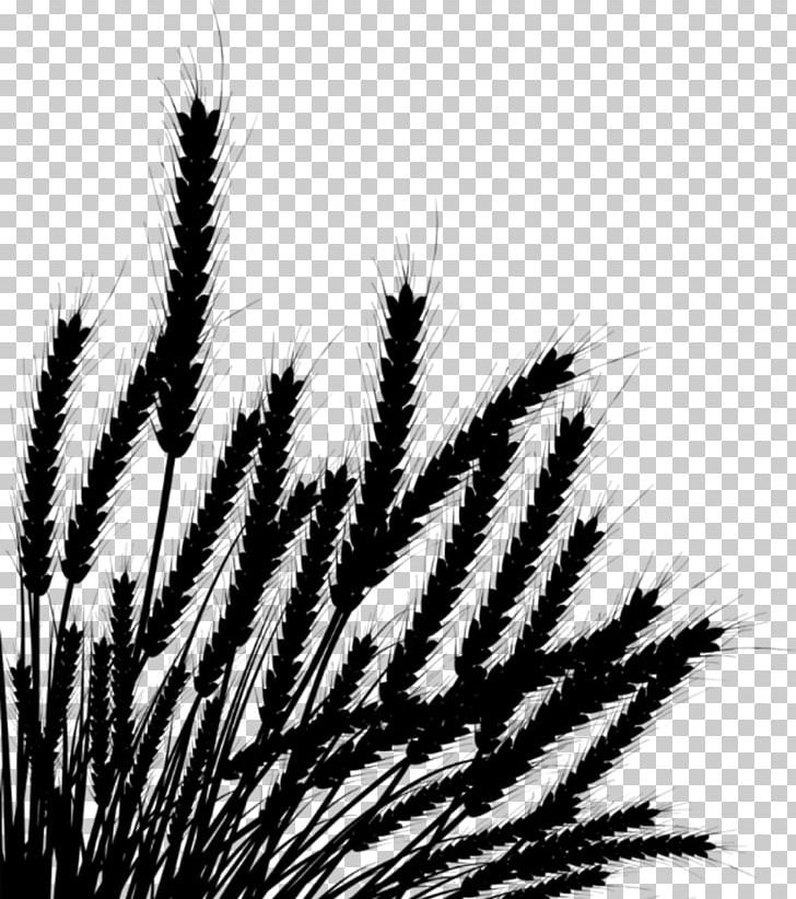Wheat Photography Drawing PNG, Clipart, Black And White, Bowers Outdoor Maintenance, Can Stock Photo, Closeup, Commodity Free PNG Download