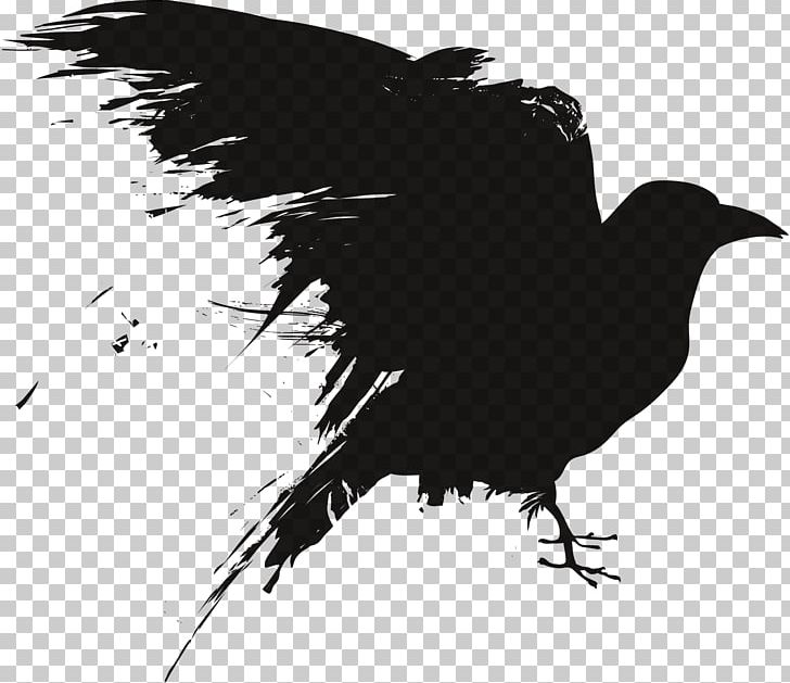 Crow Photography Drawing PNG, Clipart, American Crow, Animals, Beak, Bird, Black And White Free PNG Download