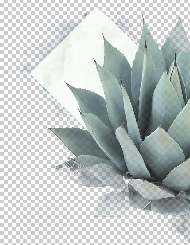 Agave Azul Mezcal Tequila Succulent Plant Mexican Cuisine PNG, Clipart, Agave, Agave Azul, Agave Nectar, Cactus, Century Plant Free PNG Download