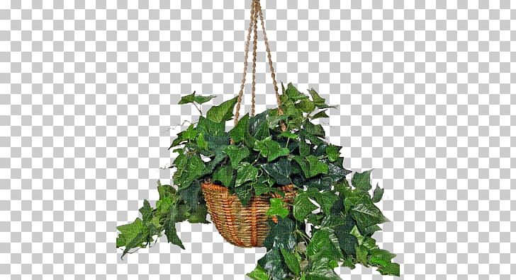 Common Ivy Houseplant Indoor Air Quality Nephrolepis Exaltata PNG, Clipart, Branch, Evergreen, Garden, Leaf, Nephrolepis Exaltata Free PNG Download