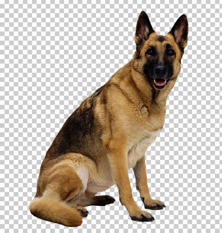 German Shepherd Dogo Argentino Golden Retriever Puppy New Guinea Singing Dog PNG, Clipart, Animals, Carnivoran, Dog Breed, Dog Breed Group, Dog Food Free PNG Download