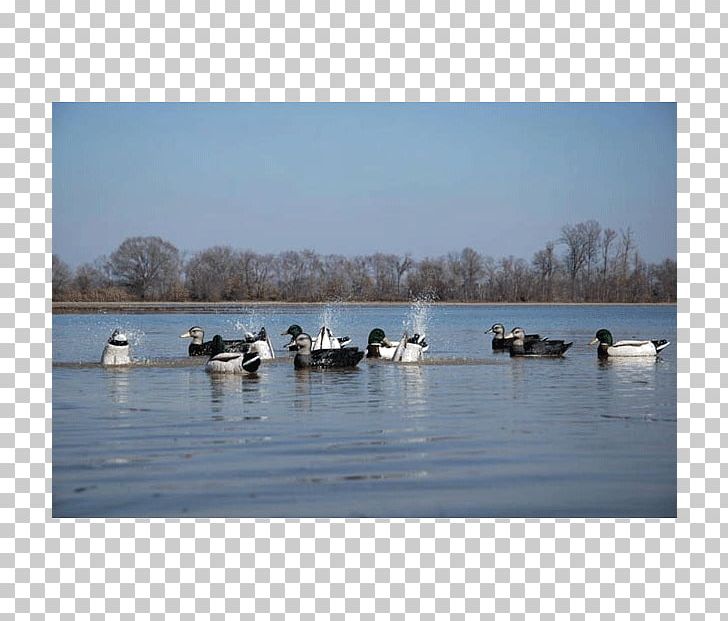 Goose Duck Waterfowl Hunting Decoy PNG, Clipart, Animals, Bird, Calm, Decoy, Duck Free PNG Download