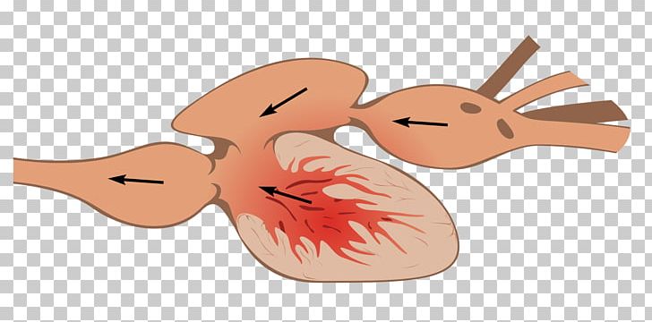Heart Fish Anatomy Circulatory System Bony Fishes PNG, Clipart, Anatomy, Artery, Atrium, Blood, Bony Fishes Free PNG Download