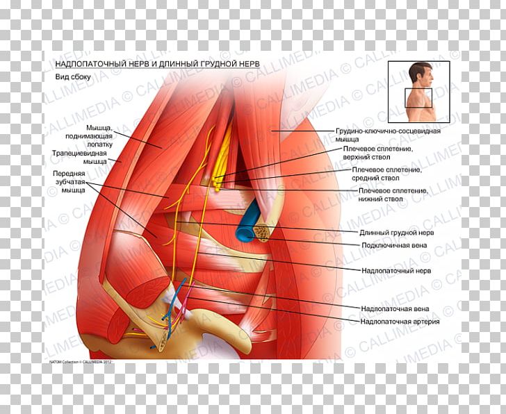 Thumb Long Thoracic Nerve Suprascapular Nerve Brachial Plexus PNG, Clipart, Abdomen, Arm, Brachial Plexus, Brand, Diagram Free PNG Download