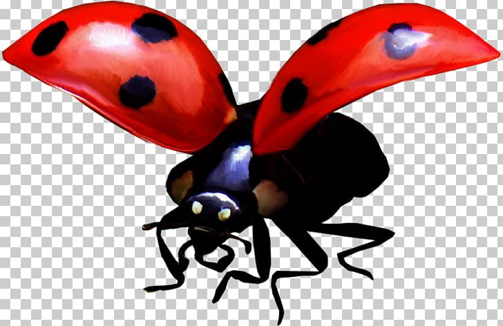 Butterfly Ladybird Beetle PNG, Clipart, Arthropod, Beetle, Butterflies And Moths, Butterfly, Desktop Wallpaper Free PNG Download