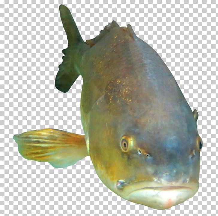 Fish Seafood Marine Biology Ocean Photography PNG, Clipart, Animal, Animals, Blobfish, Bony Fish, Fauna Free PNG Download