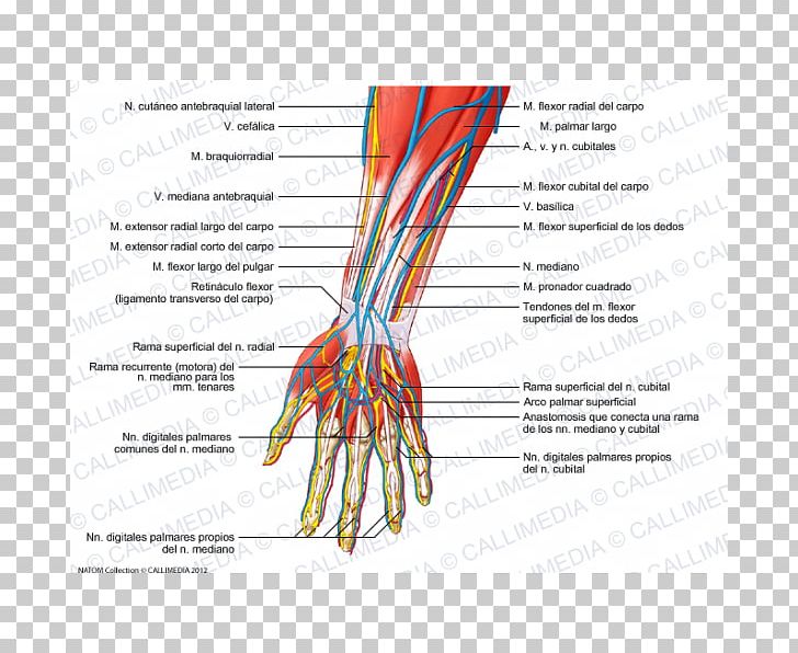 Forearm Radial Nerve Human Anatomy PNG, Clipart, Anatomy, Area, Artery, Diagram, Forearm Free PNG Download
