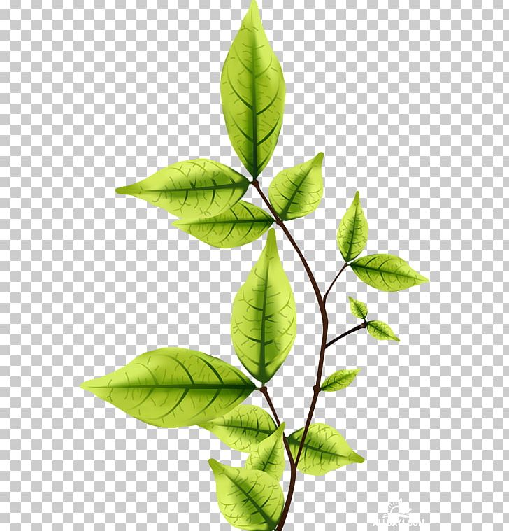 Leaf Twig PNG, Clipart, Branch, Cape Jasmine, Designer, Editing, Image Resolution Free PNG Download