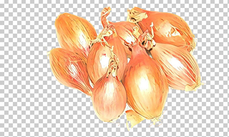 Shallot Yellow Onion Plant Vegetable Food PNG, Clipart, Allium, Food, Onion, Plant, Shallot Free PNG Download