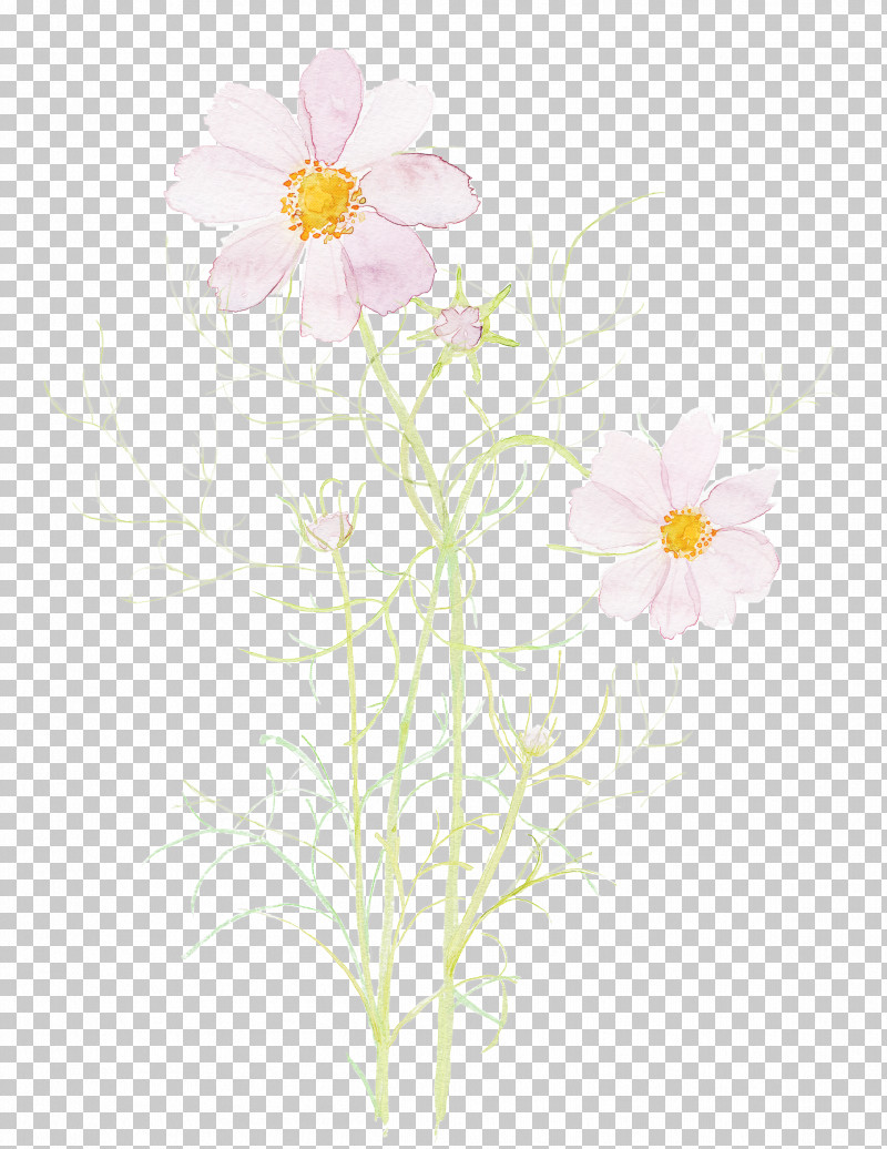Flower Petal Plant Wildflower Japanese Anemone PNG, Clipart, Anemone, Camomile, Chamomile, Cosmos, Daisy Family Free PNG Download