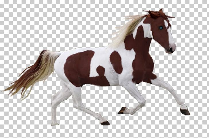 American Paint Horse Mustang Pony Pinto Horse Mane PNG, Clipart, American Paint Horse, Animal, Animal Figure, Bridle, Colt Free PNG Download