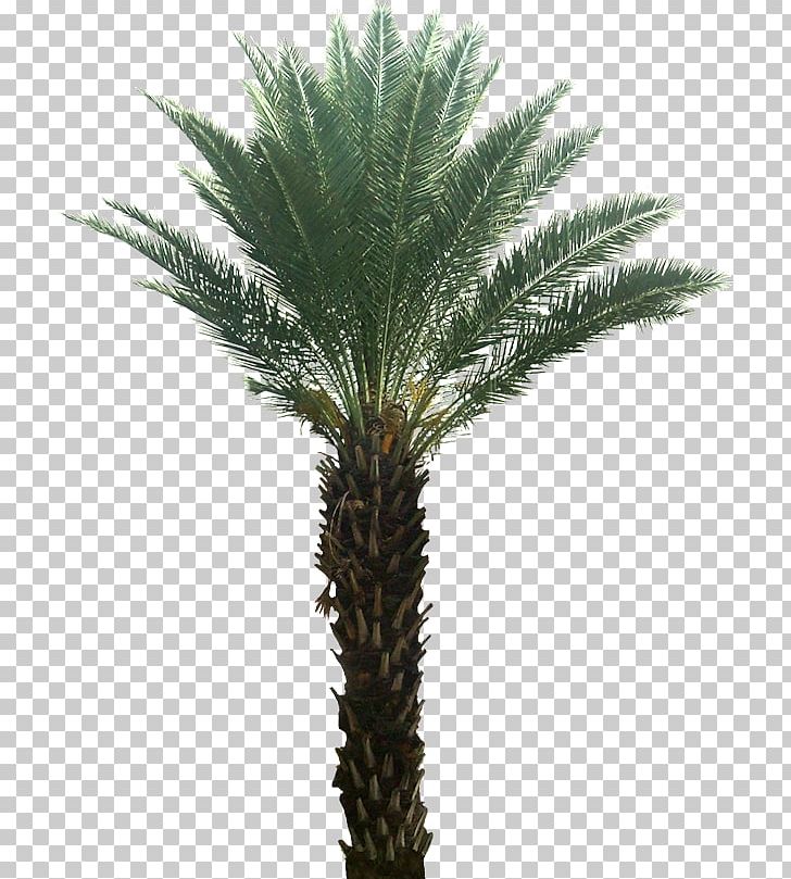 Arecaceae Attalea Speciosa Date Palm Tree Plant PNG, Clipart, Arecaceae, Arecales, Asian Palmyra Palm, Borassus Flabellifer, Coconut Free PNG Download