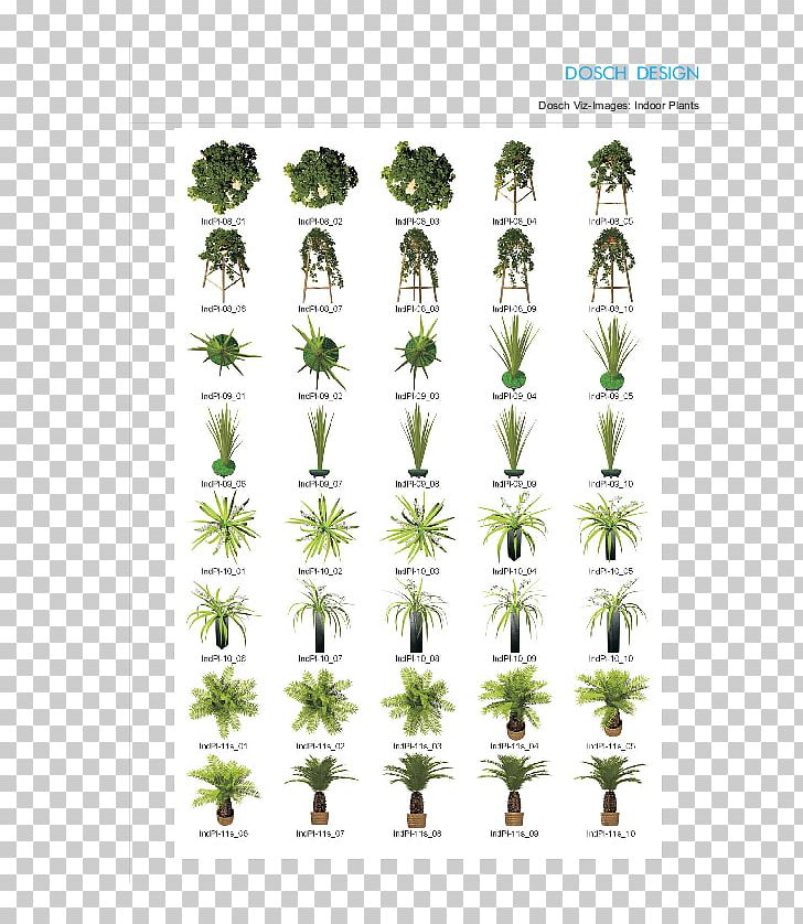 Tree Herb Plant Stem Font PNG, Clipart, Grass, Herb, Indoor Tree, Nature, Plant Free PNG Download