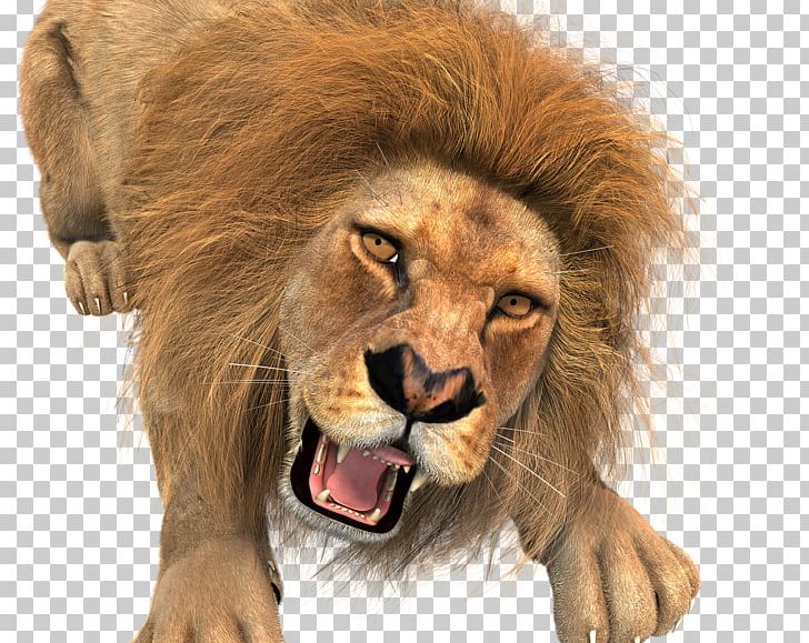 Lionhead Rabbit Jungle Cow Hunt Desktop PNG, Clipart, Animal, Animals, Big Cat, Big Cats, Carnivoran Free PNG Download