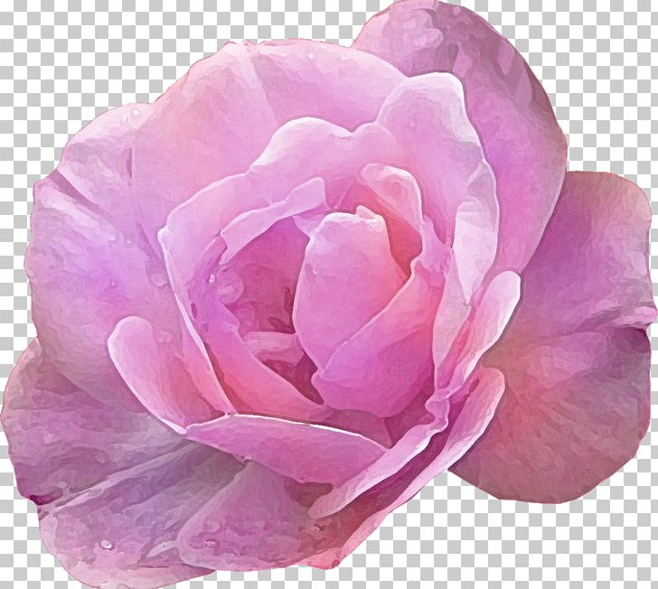 Pink Rose Flower Photography PNG, Clipart, Blue Rose, Camellia, China Rose, Cut Flowers, Floribunda Free PNG Download