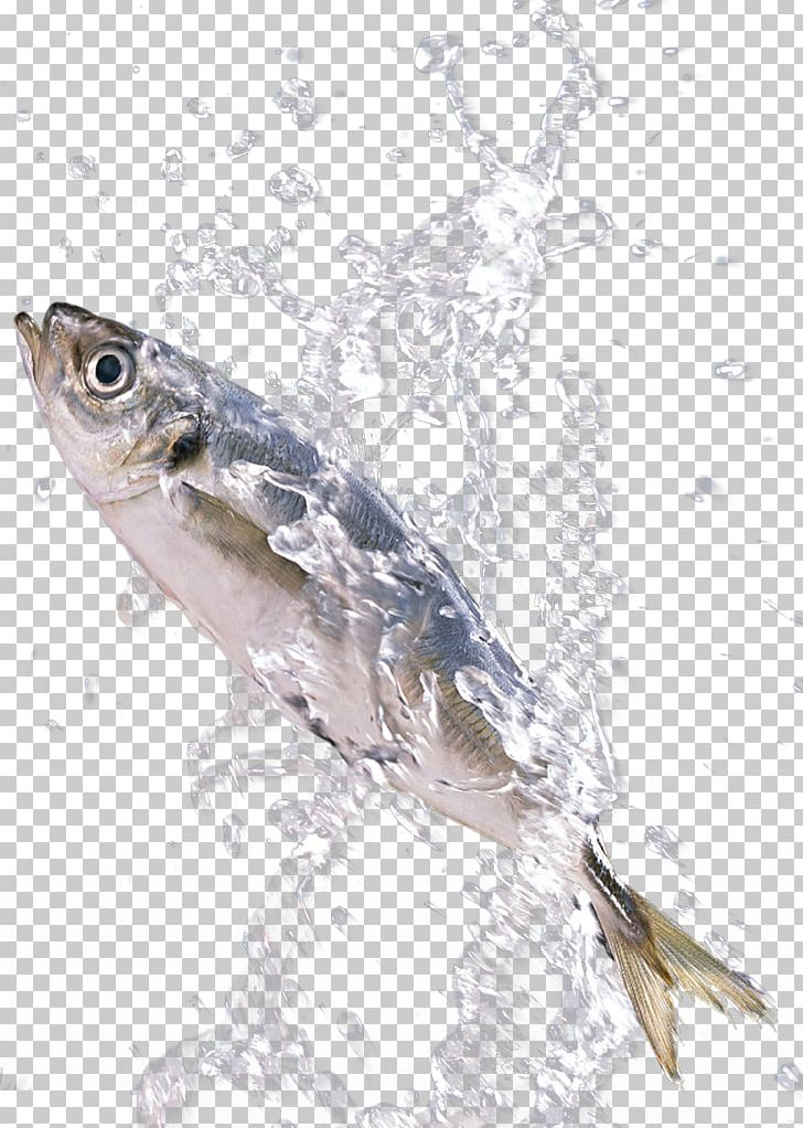 Sardine Fish PNG, Clipart, Ado, Animal, Animals, Blobfish, Color Splash Free PNG Download