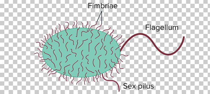Bacteria Prokaryote Fimbria Cell Pilus PNG, Clipart, Archaeans, Asexual, Bacteria, Bacterial Cell Structure, Biology Free PNG Download
