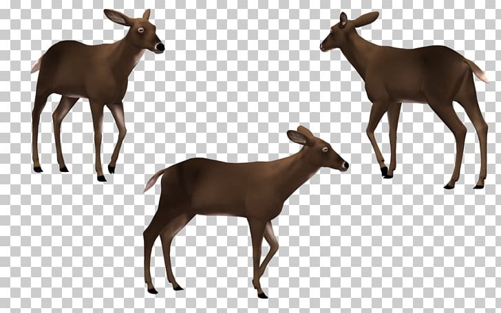 Elk White-tailed Deer Cattle Reindeer PNG, Clipart, Animal, Animal Figure, Animals, Antelope, Antler Free PNG Download