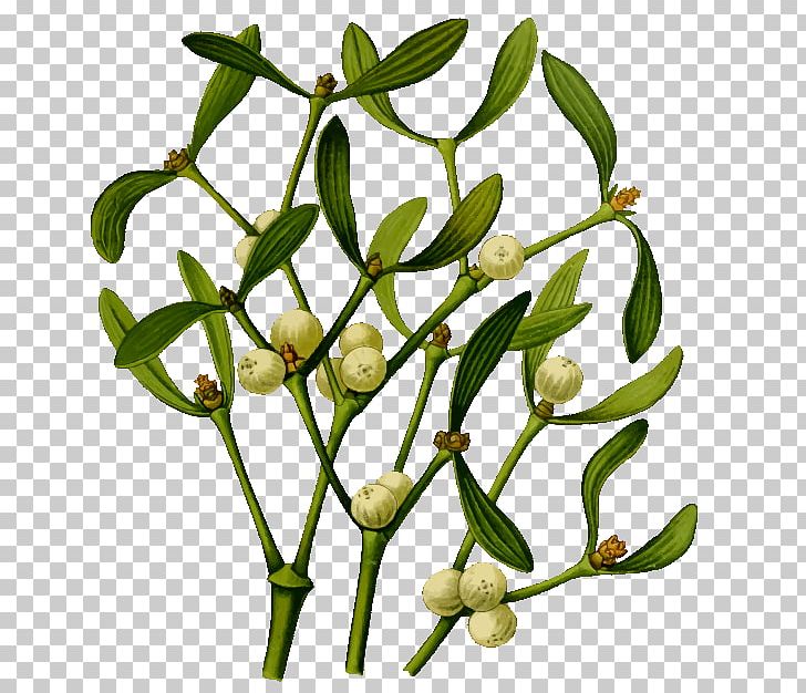Mistletoe PNG, Clipart, Branch, Christmas, Flower, Flowering Plant, Food Free PNG Download