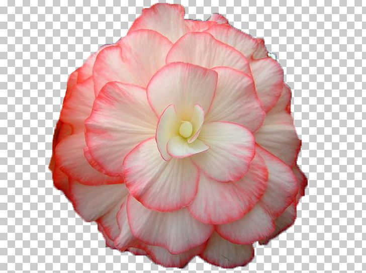Begonia Flower Bouquet Painting Sunroom PNG, Clipart, Animation, Audiobook, Begonia, Book, Cut Flowers Free PNG Download