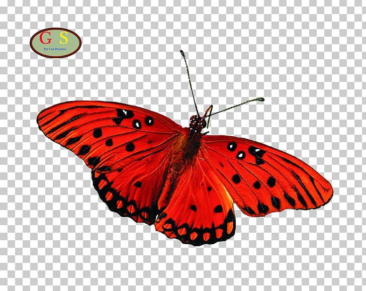 Butterfly Insect Desktop Greta Oto PNG, Clipart, Arama, Arthropod, Brush Footed Butterfly, Butt, Butterflies And Moths Free PNG Download