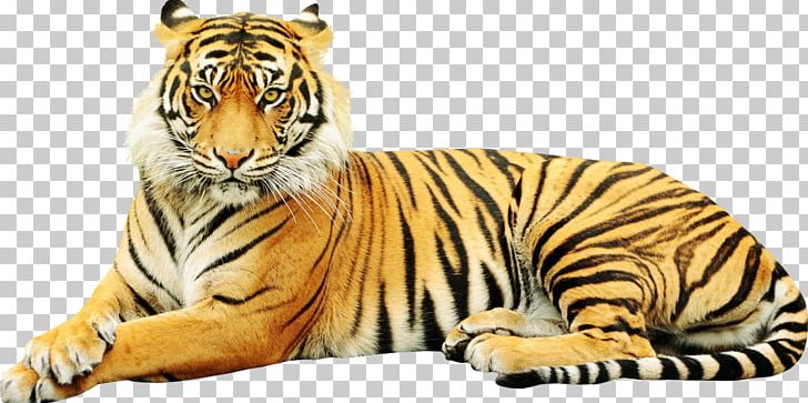 Sumatran Tiger Zoo Wildlife Sticker White Tiger PNG, Clipart, Animal, Animals, Big Cat, Big Cats, Carnivoran Free PNG Download