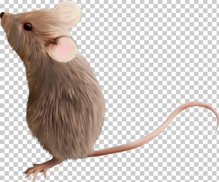 Computer Mouse Gerbil Rodent PNG, Clipart, Animal, Blog, Clip Art, Computer Mouse, Dinosaur Free PNG Download