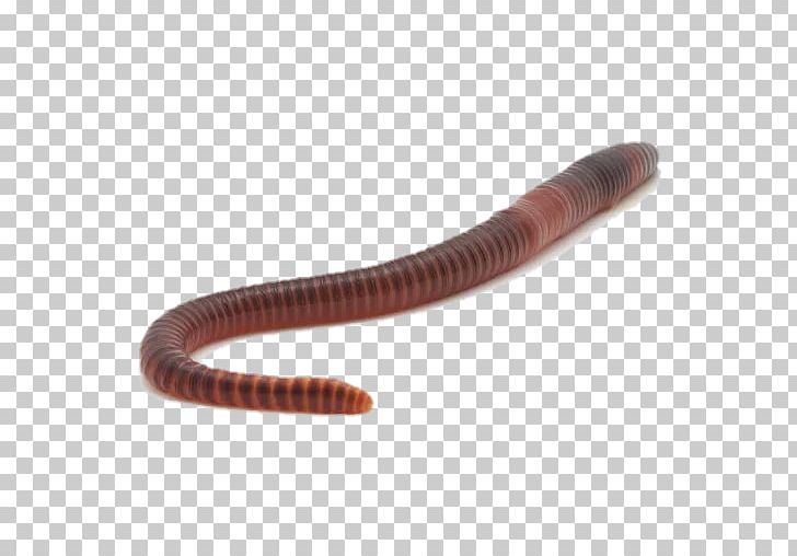 Earthworm PNG, Clipart, Earthworm, Invertebrate, Ringed Worm, Worm Free PNG Download
