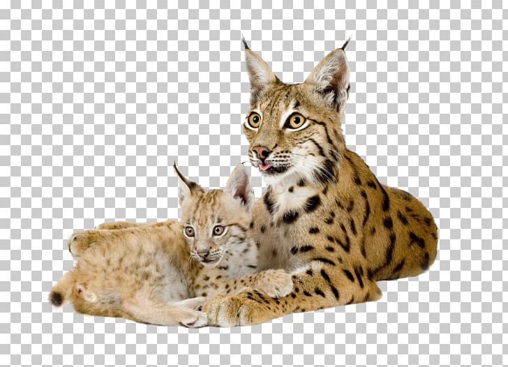 Eurasian Lynx Bobcat Felidae Canada Lynx PNG, Clipart, Animal, Animals, Bengal, Black Cat, Bobcat Free PNG Download