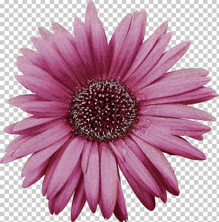 Gerbera Jamesonii Chrysanthemum Flower PNG, Clipart, Chrysanths, Cut Flowers, Daisy Family, Download, Flower Fuchsia Free PNG Download