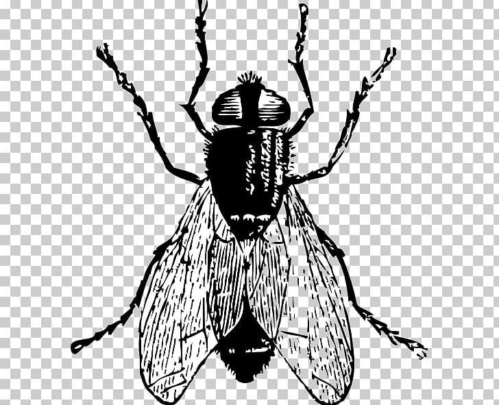 Housefly Free Content PNG, Clipart, Artwork, Beetle, Black And White, Bugs Flying Cliparts, Copyright Free PNG Download