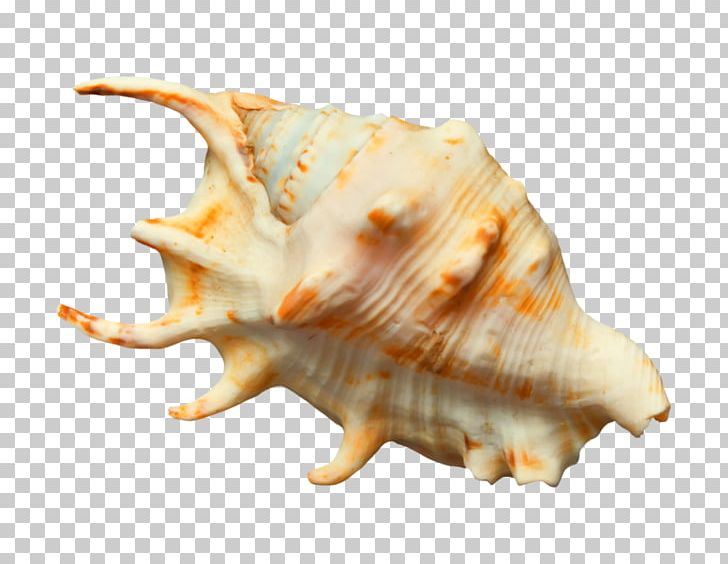 Seashell Conch Sea Snail PNG, Clipart, Aime, Animal, Animals, Beach, Charonia Tritonis Free PNG Download