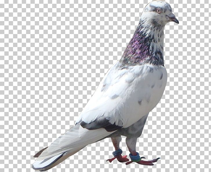 Stock Dove Columbidae Bird Feather Homing Pigeon PNG, Clipart, Animal, Animals, Beak, Bird, Columbidae Free PNG Download