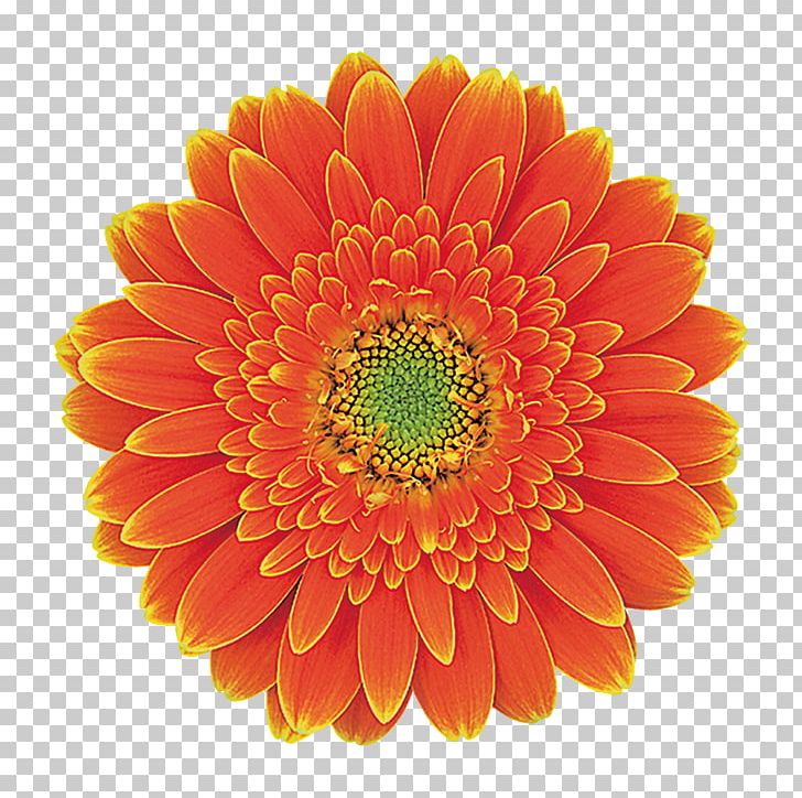 Transvaal Daisy Chrysanthemum Daisy Family Footage B-roll PNG, Clipart, Annual Plant, Broll, Chrysanthemum, Chrysanths, Cut Flowers Free PNG Download