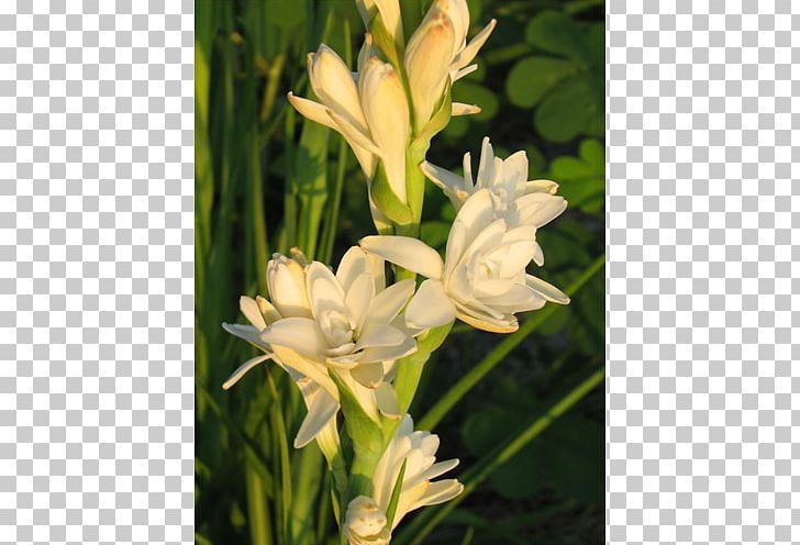 Tuberose Gladiolus Daylily PNG, Clipart, Daylily, Flora, Flower, Flowering Plant, Gladiolus Free PNG Download