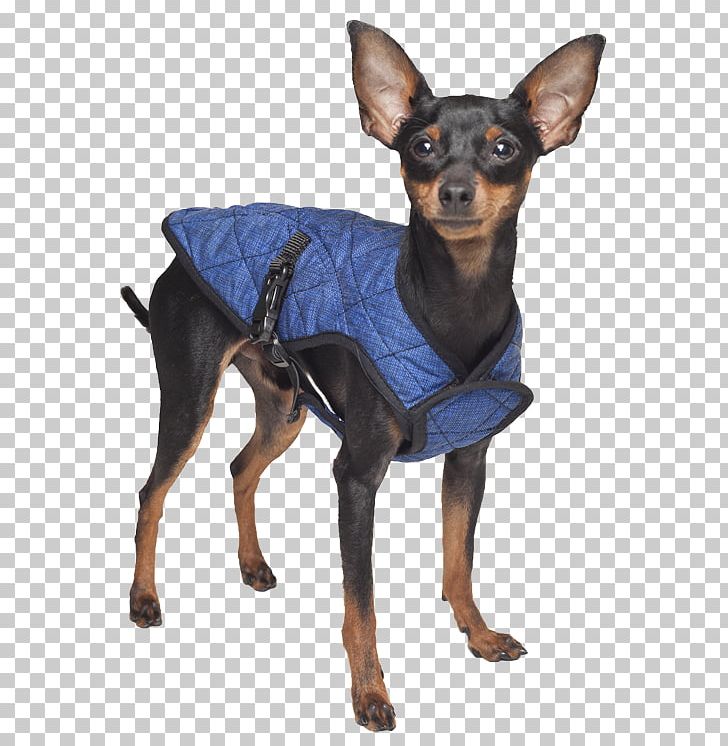 Dog Jacket Coat Gilets Pet Shop PNG, Clipart, Cap, Carnivoran, Coat, Collar, Companion Dog Free PNG Download