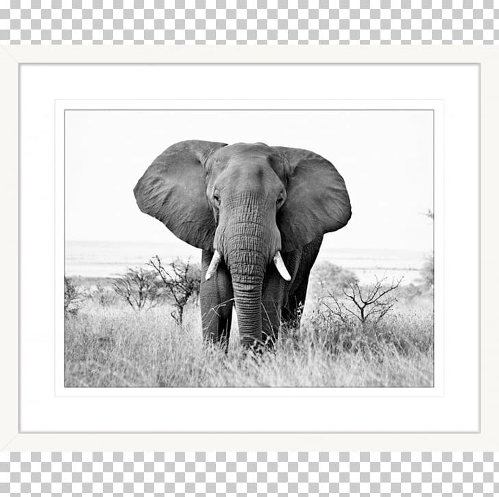 Indian Elephant African Elephant Elephants Painting Tusk PNG, Clipart, African, African Elephant, Animal, Animals, Black And White Free PNG Download