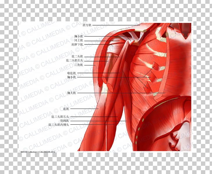 Muscle Coronal Plane Arm Anatomy Neck PNG, Clipart, Abdomen, Anatomy, Arm, Blood Vessel, Coronal Plane Free PNG Download