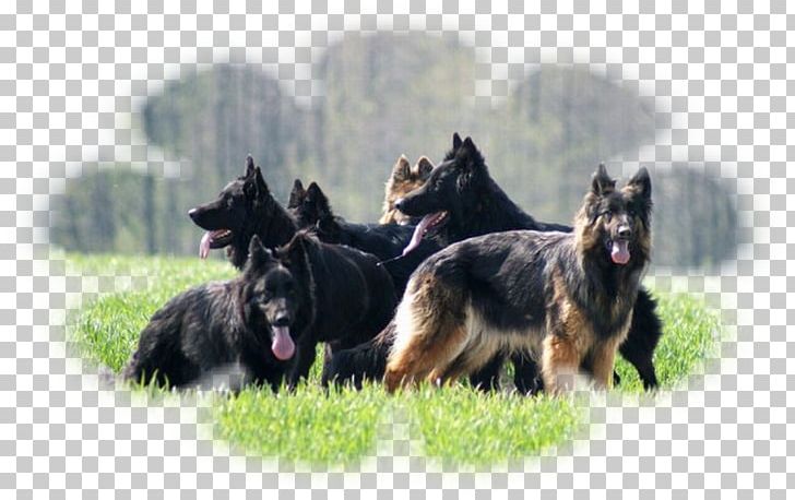 Old German Shepherd Dog Shiloh Shepherd Dog Bohemian Shepherd King Shepherd Tervuren PNG, Clipart, Bohemian Shepherd, Carnivoran, Dog Breed, Dog Breed Group, Dog Like Mammal Free PNG Download